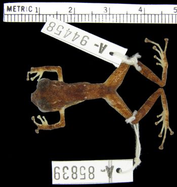 Media type: image; Herpetology A-94458
